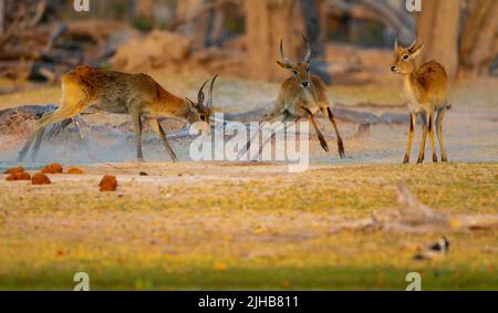 Lechwe (Kobus leche), red lechwe or southern lechwe.  Two bucks fighting Stock Photo