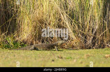 Water monitor Lizard (Varanus salvator) Stock Photo