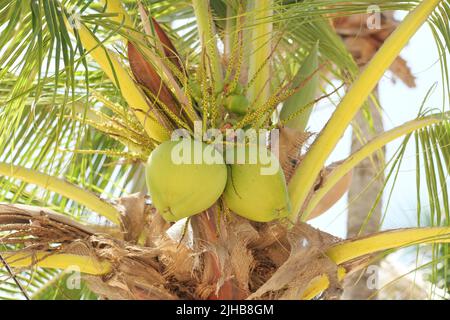 Young coconuts hanging on the tree  Stock Photo