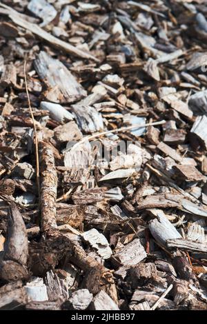 Dired woochip in full sunshine. Wood chip is used for  spreading around garden plants to suppress weeds, keep roots warm in Winter, and feed plants as Stock Photo