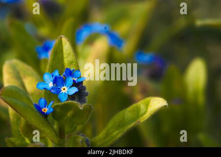 Close-up shot of Forget-me-not (Myosotis sylvatica) and lush green leaves in Spring Stock Photo