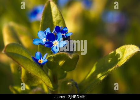 Close-up shot of Forget-me-not (Myosotis sylvatica) and lush green leaves in Spring Stock Photo