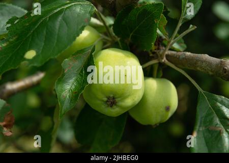Two green apples hanging from a tree, summer plant Stock Photo