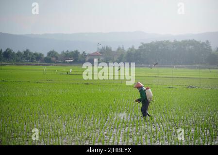 A farmer sprays pesticides on rice plants in a paddy field Stock Photo