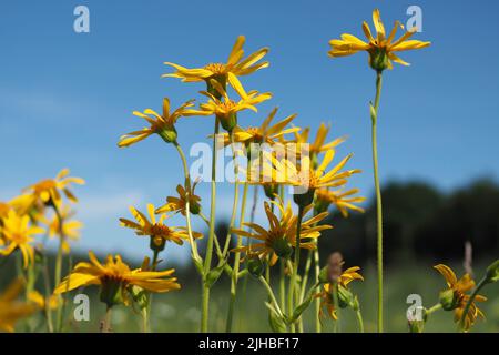 a group of yellow flowering arnica plants in the sunlight, in the background blue sky with a silhouette of a forest and a meadow Stock Photo