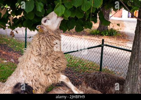 Animals are fascinating and can be inventive to find food. Stock Photo