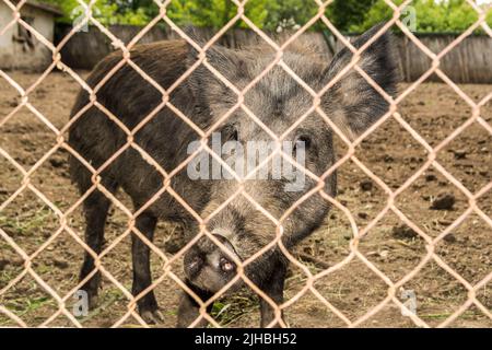 A small wild pig is closed in a fence, behind a net. A boar looks at us through the iron mesh Stock Photo