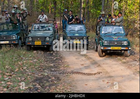 Eco tourists meet with a large Indian Phyton (Tiger python, Python molurus) in Kanha National Park, India. Stock Photo