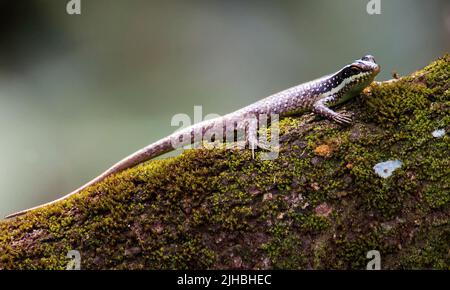 Striped tree skink (Apterygodon vittatus) from Sabah, Borneo. Stock Photo