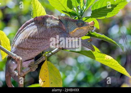 Parson's chameleon (Calumma parsonii, male) from eastern Madagascar. Controlled conditions). Stock Photo