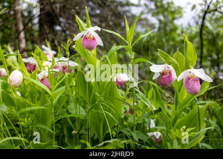 Showy Lady Slipper Orchid Flowers Growing Wild in Minnesota Northwoods Wilderness Area Stock Photo