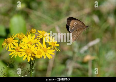 Ringlet butterfly (Aphantopus hyperantuscommon) flying away after nectaring on ragwort flowers during summer, England, UK Stock Photo