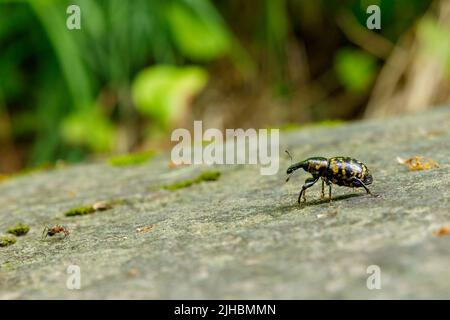 A Big Butterbur Weevil Beetle Stock Photo