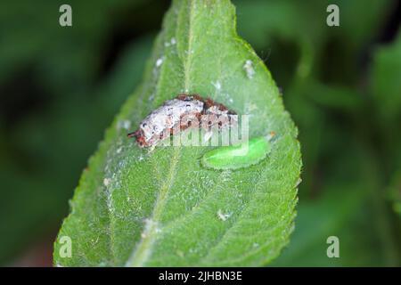 Larva of Hoverflies called flower flies or syrphid flies, make up the insect family Syrphidae. Stock Photo