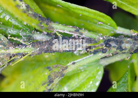 Aphids on hibiscus shoots in the garden. Stock Photo