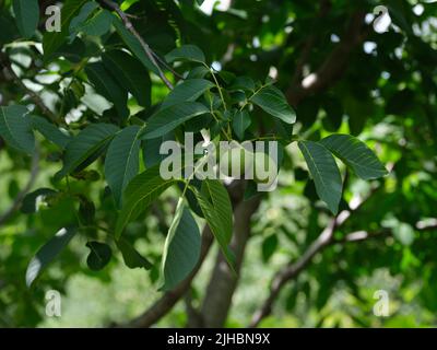 Unripe walnuts growing on a walnut tree. Close up. Stock Photo