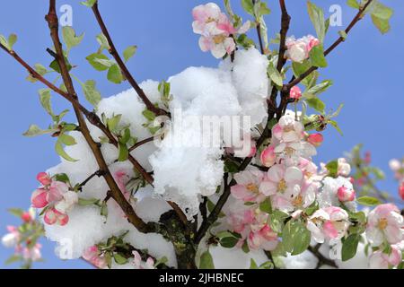 Anomaly of nature, snow during the blooming of gardens in May Stock Photo