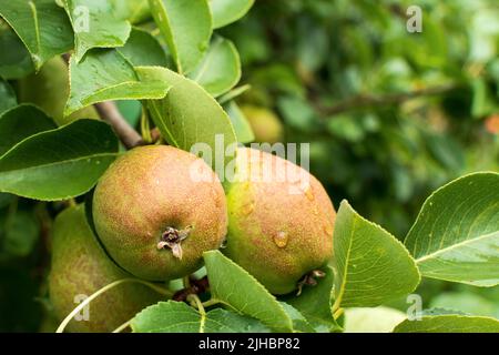 Organic Pears. Juicy flavorful pears of nature background. Pear on a branch. A pear on a tree Selective focus on pears. Stock Photo