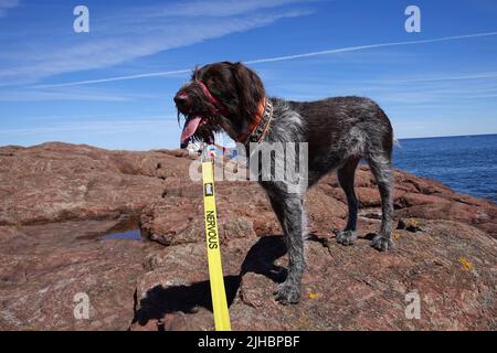 German wire haired pointer dog on yellow warning Nervous lead Stock Photo