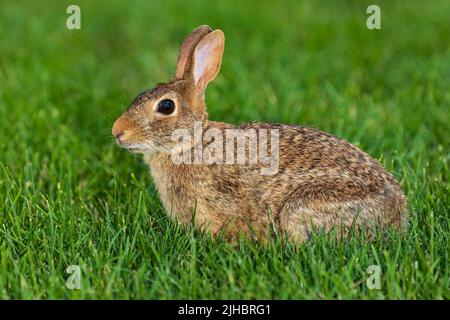 Wild cottontail rabbit in lawn. Wildlife, animals, and habitat conservation concept. Stock Photo