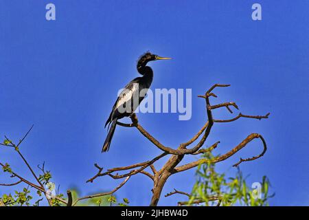 Perched Anhinga, snake bird, portrait with copy space on right.  Location is Jefferson Island in Louisiana, United States Stock Photo