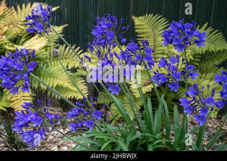Agapanthus Brilliant Blue (African Lily)