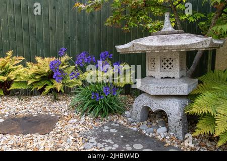 Agapanthus 'Brilliant Blue'  African Lily Stock Photo