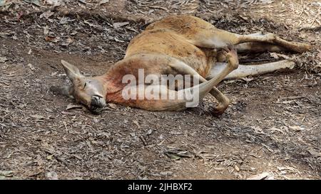 065 Male red kangaroo resting while sleeping on leaf litter covered ground. Brisbane-Australia. Stock Photo
