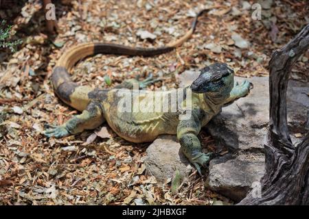077 Lace monitor lizard or tree goanna in Bell's or banded phase. Brisbane-Australia. Stock Photo