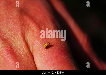 A beetle with yellow wings and a black spot sits on the palm of a person Stock Photo