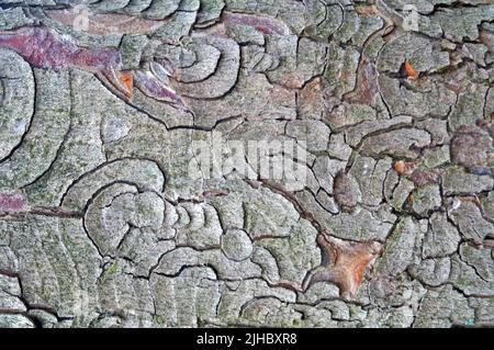 The gray-brown bark of the tree is covered with a beautiful pattern of cracks on a spring day Stock Photo