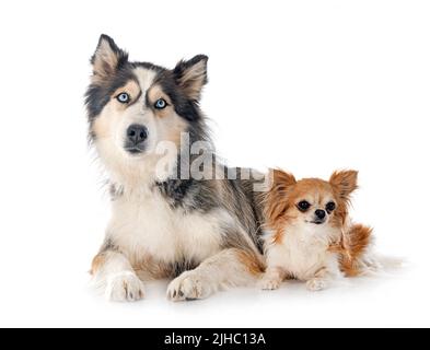 siberian husky and chihuahua in front of white background Stock Photo