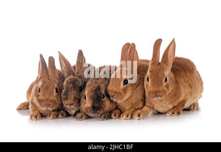 group of rex rabbits in front of white background Stock Photo - Alamy