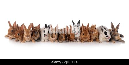 group of rex rabbits in front of white background Stock Photo - Alamy