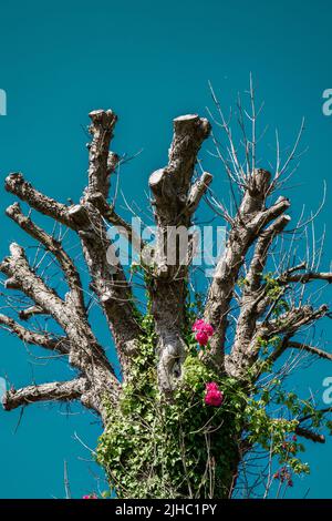 Red roses climbing on the pruned tree Stock Photo
