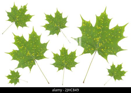 Maple leaves with yellow spots of disease isolated on white. Tar spot of maple (Rhytisma acerinum) is a fungal disease. Yellow spots are early stage o Stock Photo