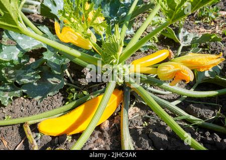 Organic golden zucchini plant with flowers and fruits, selective focus. Stock Photo