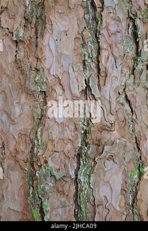 Bark of a red pine tree in northern Minnesota Stock Photo