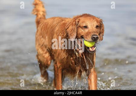 Golden retriever dog enjoying family time Stock Photo