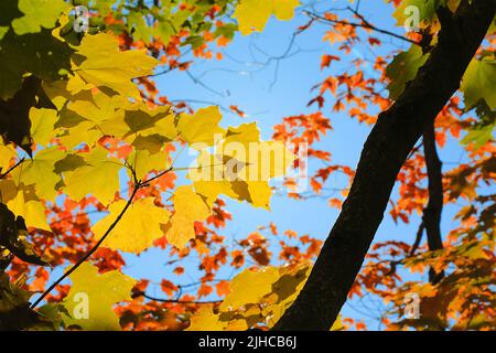 Autumn Leaves Background on the North Shore Hiking Trail of Minnesota near Lake Superior Stock Photo