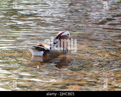 A drake, Aix Galericulata, Mandarin Duck, on the river. His bright & colourful plumage against the coloured ripples of the river. Stock Photo