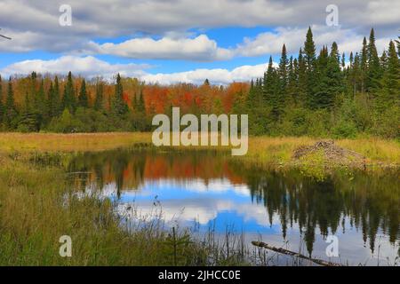 Fall Colors on Northern Lake Stock Photo
