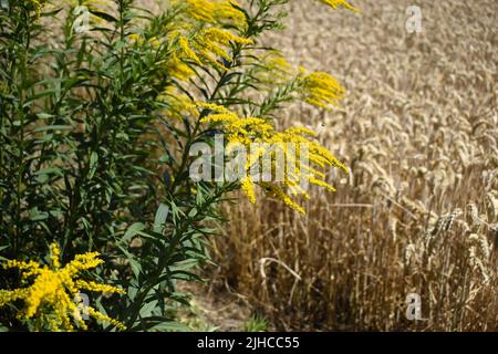 Flourishing ragweed in golden yellow in front of a wheat field. Stock Photo