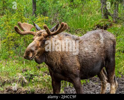 Moose in forest in northern British Columbia, along the Alaska Highway. Stock Photo