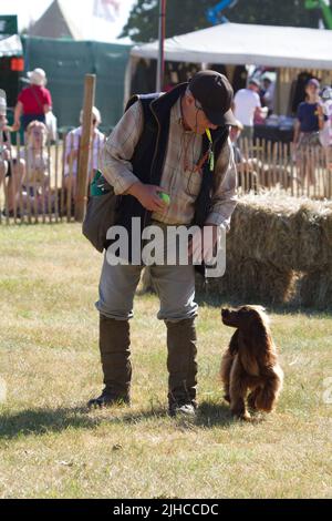 Frank Walker and his cocker spaniel give a display of dog training and obedience at the Tendring Hundred Show 2022 in Essex. Stock Photo