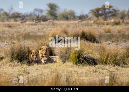 Lions in Etosha National Park in Namibia Africa Stock Photo