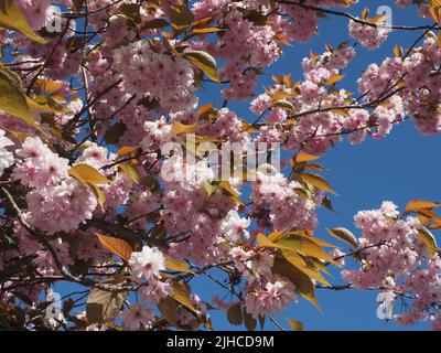 Japanese flowering cherry tree blossom against a blue sky. Stock Photo