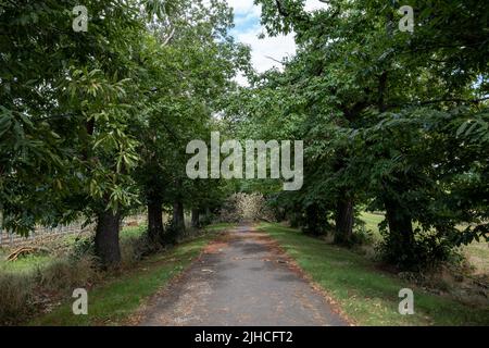 Diminishing perspective view, tree branches and foliage obstruct on the small road in the countryside of Europe after storm. Stock Photo