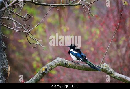 Berlin, Germany. 08th Dec, 2021. 08.12.2021, Berlin. A magpie (Pica Picaa) sits on a branch on a December day. In the background, red rose hips glow on a shrub. Credit: Wolfram Steinberg/dpa Credit: Wolfram Steinberg/dpa/Alamy Live News Stock Photo