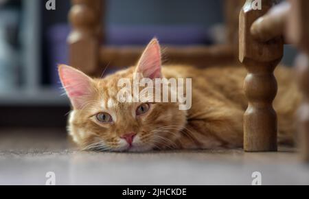 The red cat lies on the floor in the room. The cat is looking at the camera intently. Stock Photo